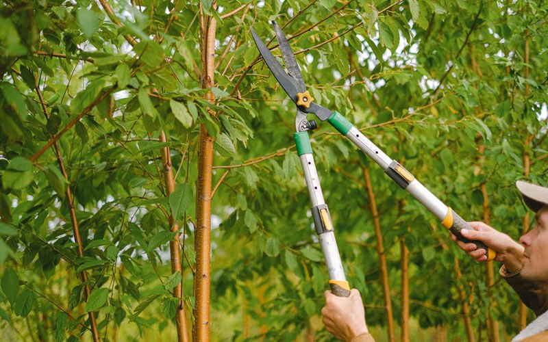 Tree trimming in Hachita, NM